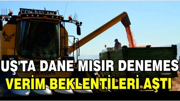 Muş'ta dane mısır denemesi: Verim beklentileri aştı