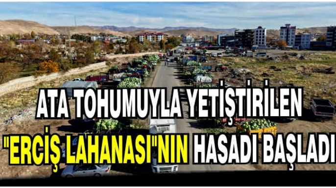Erciş'in coğrafi işaretli lahanası'nın hasadı başladı