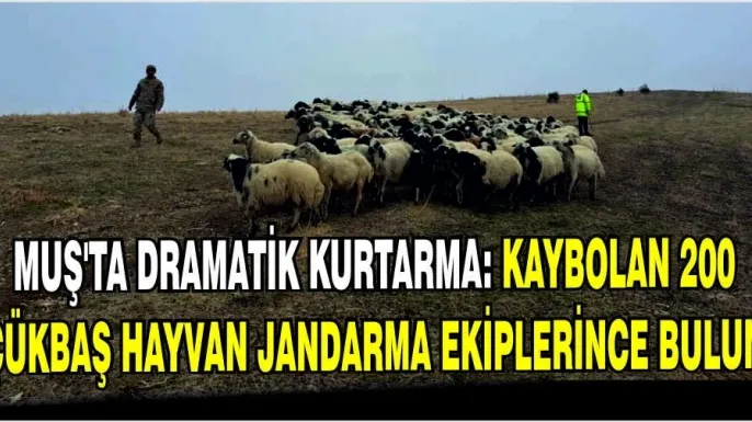 Muş'ta dramatik kurtarma: Kaybolan 200 küçükbaş hayvan Jandarma ekiplerince bulundu