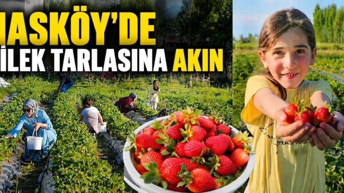 Muş'ta Çilek Tarlasına Akın