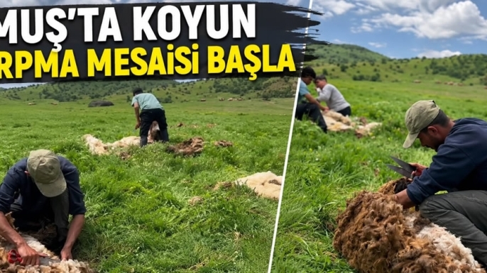 Muş'ta Koyun Kırpma Mesaisi Başladı