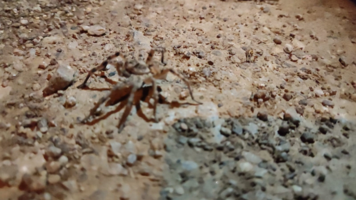 Uyda kelin bilan jinsiy aloqa Juda chiroyli osiyolik ayol bilan jinsiy aloqa