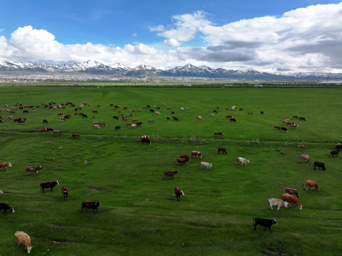 Erzurum\