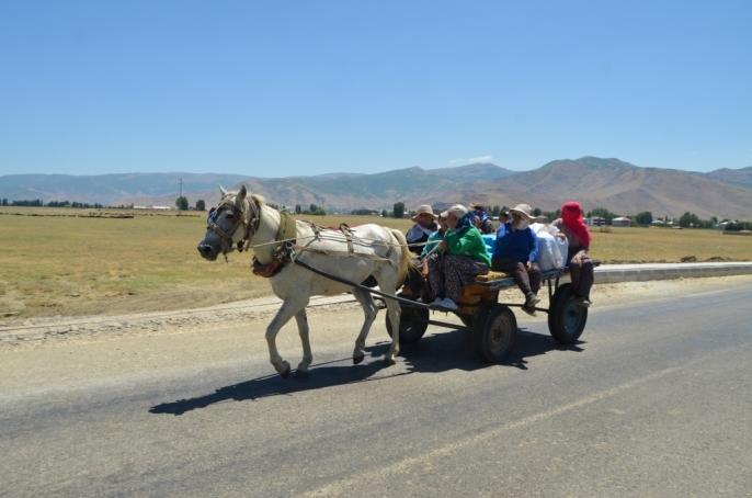Muş\