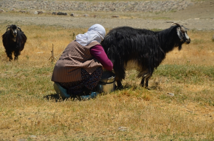 Muş\