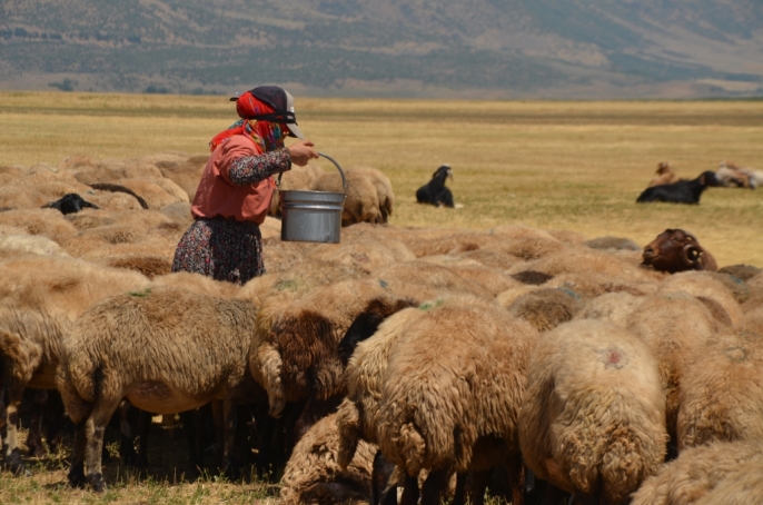 Muş\
