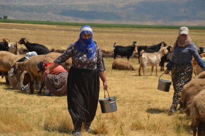 Muş\