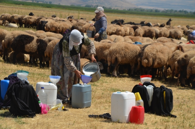 Muş\