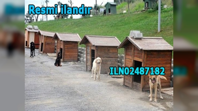  SOKAK HAYVANLARININ REHABİLİTASYONU HİZMETİ ALINACAKTIR