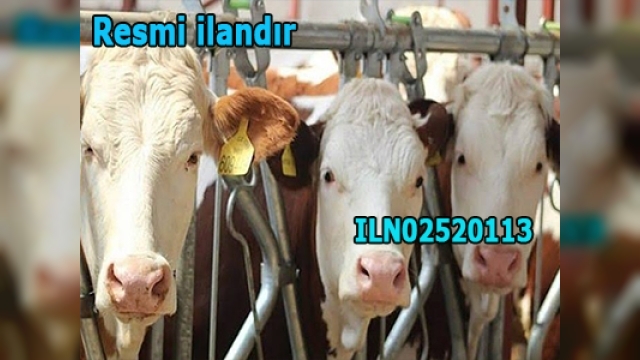 BÜYÜKBAŞ HAYVAN SATIN ALINACAKTIR