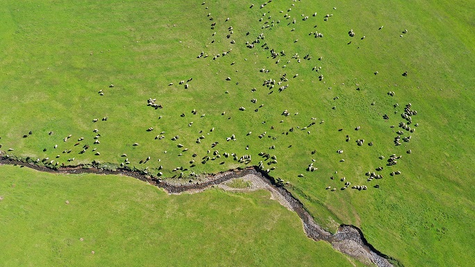 MERALARIN YEŞERMESİYLE BESİCİLER YEM MASRAFINDAN KURTULDU
