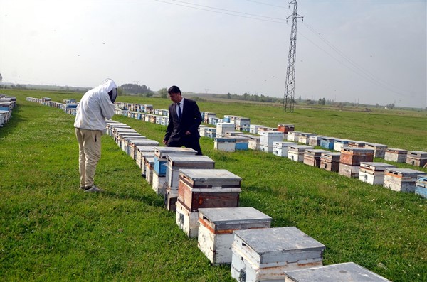 Arıcılar Muş Ovası'na gelmeye başladı