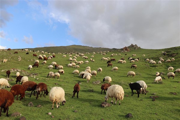 Bol yağışla yeşeren doğa, besicileri göçten ve masraftan kurtardı
