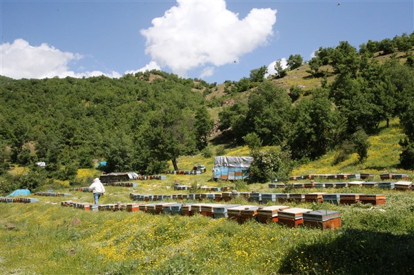 Gezgin arıcılar, Hizan'ın zengin floralı yaylalarını tercih ediyor