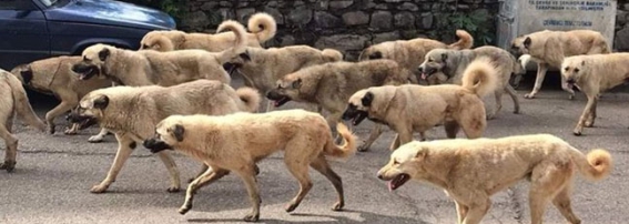 Genç mimarın ölümünden sonra köpek sürüleri korku saldı!