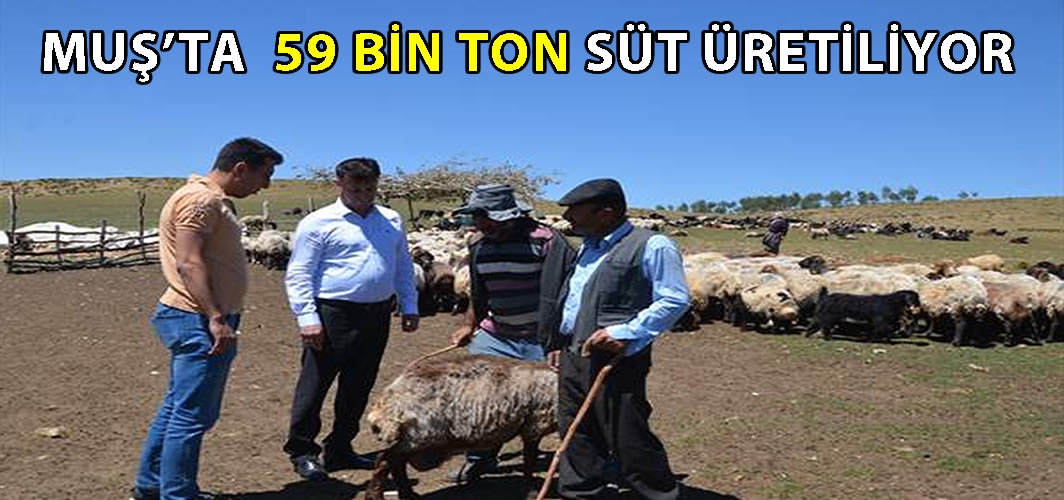 Muş'ta süt üretiminde rekor: Ekonomiye büyük katkı sağlıyor!