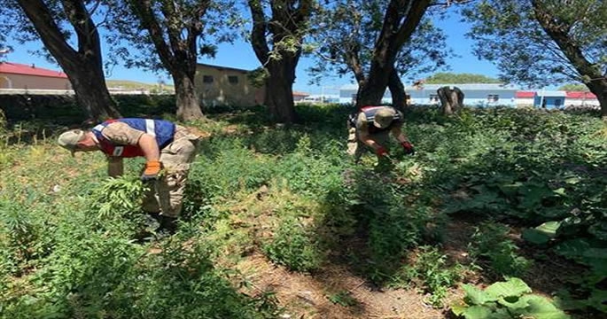 Temmuz ayında 4 bin 214 kök kenevir ele geçirildi