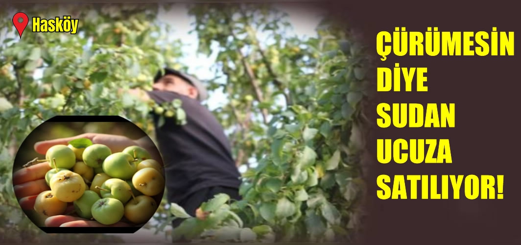 Hasköy’de doğal yetişen elmalar sudan ucuza satılıyor!