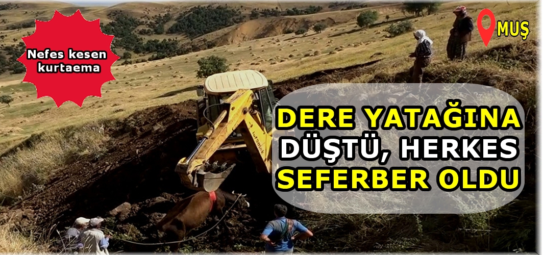 Muş'ta dere yatağına düşen inek 2,5 saatlik çalışmayla kurtarıldı