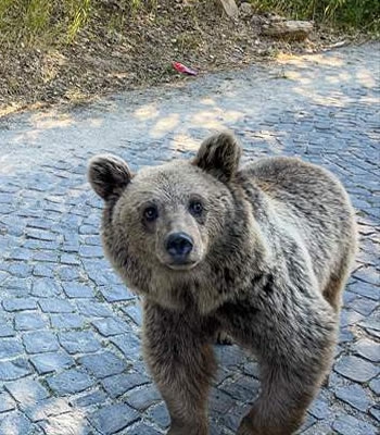 Nemrut Kalderası ziyaretçilerine boz ayı sürprizi