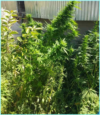 Tunceli'de bir evde 45 kök skunk bitkisi ele geçirildi