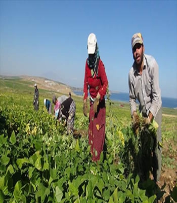 Bitlis'te kuru fasulyenin hasadına başlandı