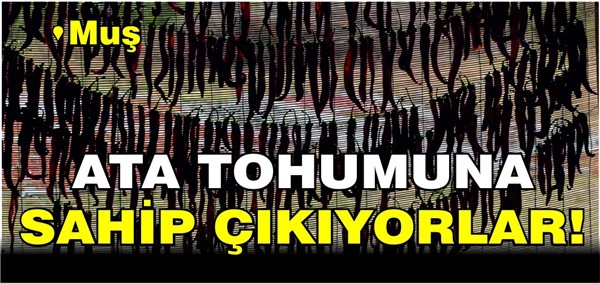 Diyarbakır, Van ve Bitlis’ten sipariş geliyor: Muş’ta sebzeler taze olarak satılıyor
