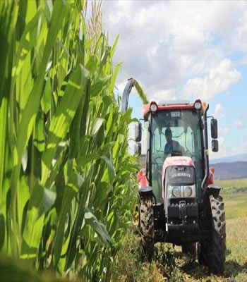 2 ton zarar var! Kars'ta dolunun vurduğu silajlık mısırda hasat başladı