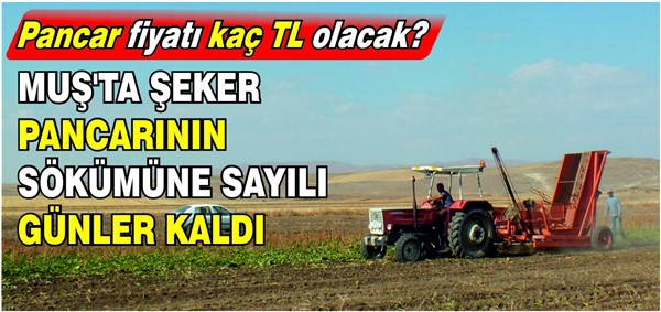 Muş’ta şeker pancarının tarladan kantara yolculuğunda geri sayım: Fiyatlarda düşündüren detay