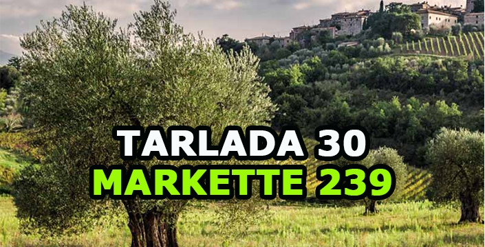 Tarlada kilosu 30 markette 239 TL: Hasadı başladı çiftçi geçen yılı mumla arıyor