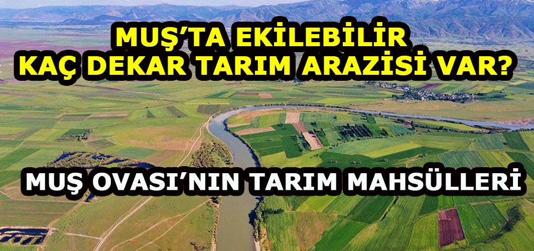 Muş’ta tarım arazilerinin yıllara göre değişimi: Muş’ta kaç dekar tarım arazisi var ve tarım arazilerinde neler yetiştiriliyor?