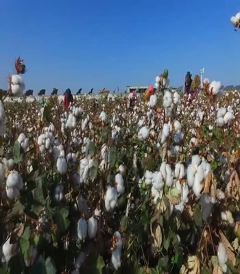 Yüksek sıcaklıklara dayanabilen yerli ve milli pamuk geliştiriliyor