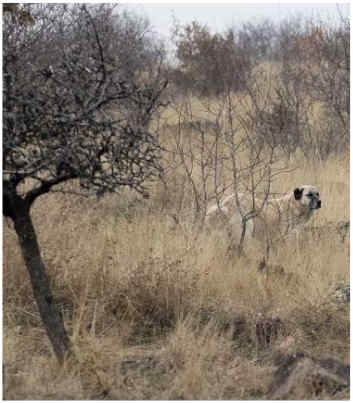 Ankara'da sahipsiz köpek saldırısına soruşturma açıldı