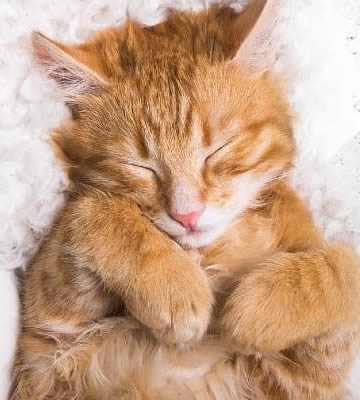 Kedi sahibi olmayla şizofreni arasında bir ilişki olduğu iddia edildi