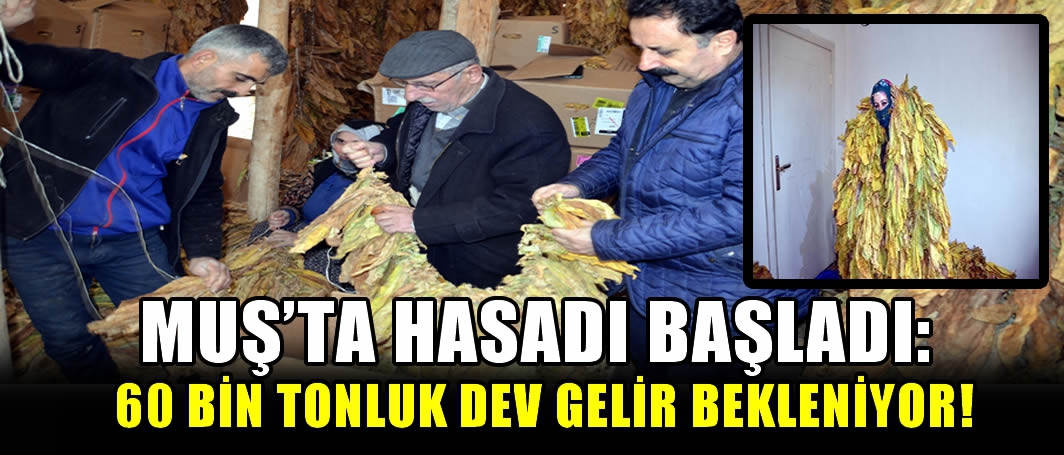 Muş'ta hasadı başladı: 60 bin tonluk dev gelir bekleniyor!