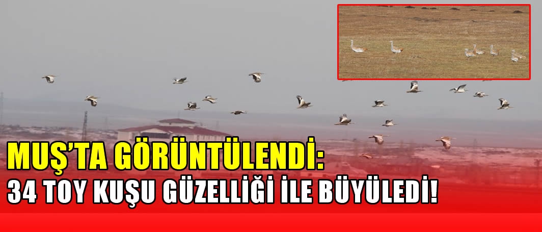 Muş'ta görüntülendi: 34 toy kuşu güzelliği ile büyüledi!