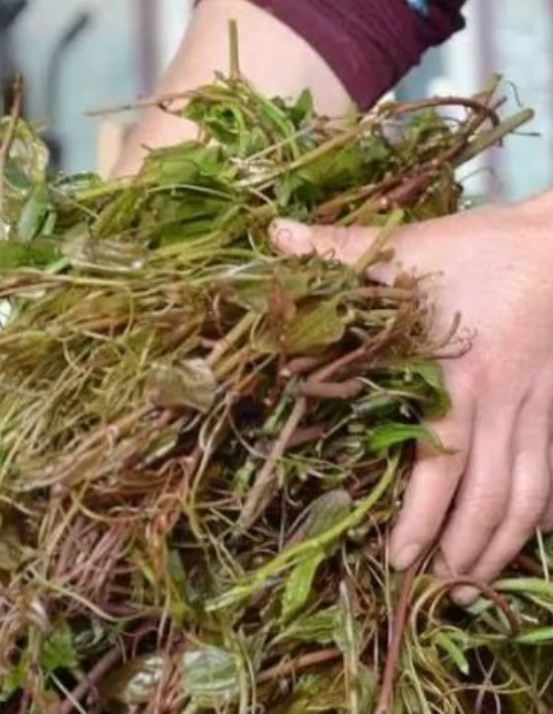 Organları yeniliyor! Şifa dolusu bu bitki kendiliğinden yetişiyo