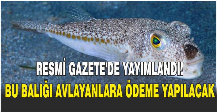 Resmi Gazete'de yayımlandı! Bu balığı avlayanlara ödeme yapılacak