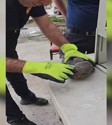 Malatya'da yaralı bulunan şahin koruma altına alındı