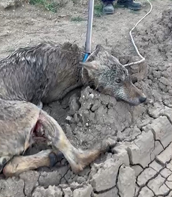 Sulama kanalında mahsur kalan yaralı kurt kurtarıldı