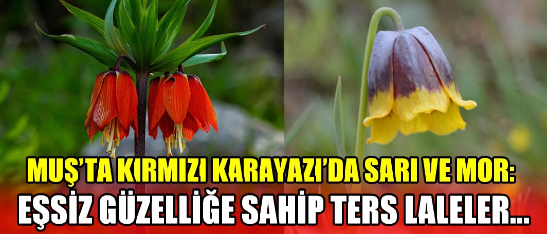 Muş’ta kırmızı Karayazı'da sarı ve mor: Eşsiz güzelliğe sahip ters laleler…