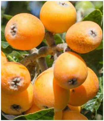 Yeni Dünya meyvesinin faydaları nelerdir?