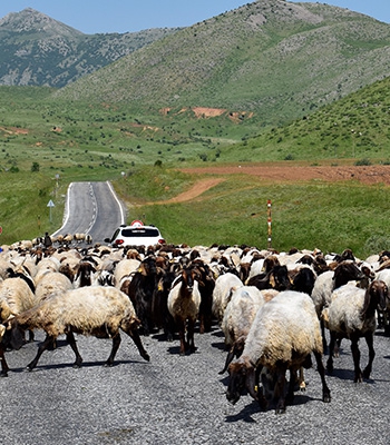 Göçerlerin yaylalara yolculuğu devam ediyor