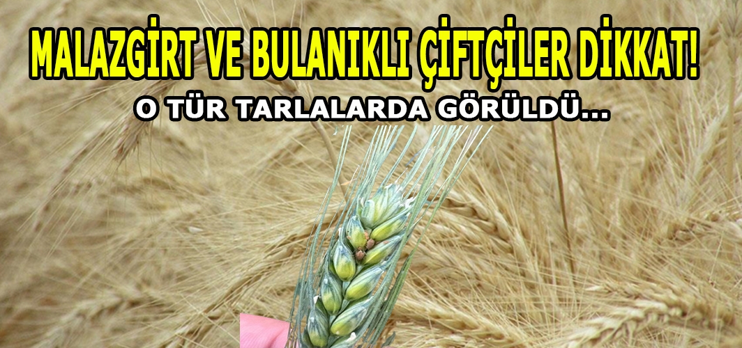 Malazgirt ve Bulanıklı Çiftçiler dikkat! : O tür tarlalarda görüldü!