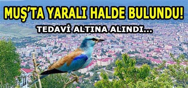 Muş'ta yaralı halde bulundu! Tedavi altına alındı
