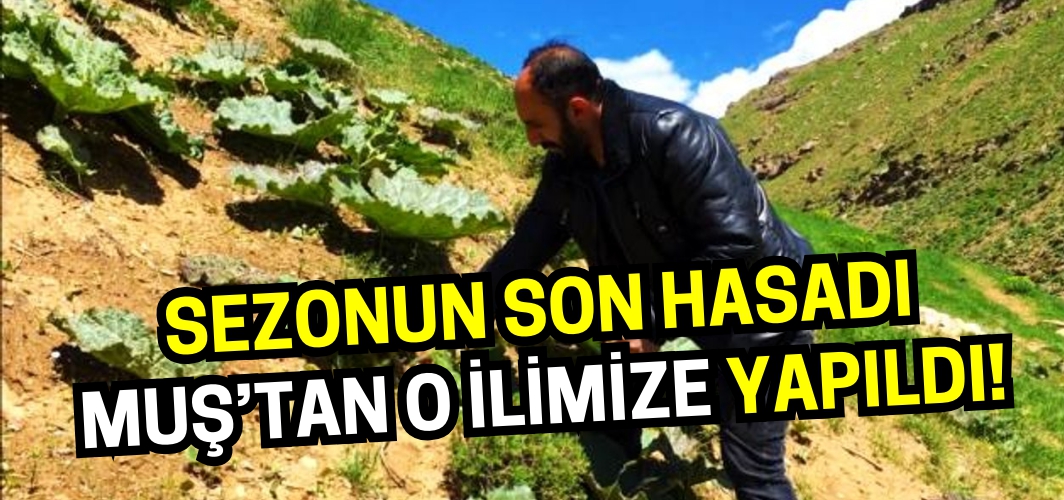 Muş’ta yetişen vitamin deposu o ilimizde 150 liraya satılıyor