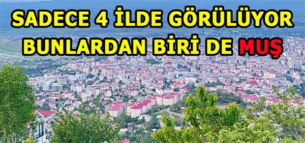 Türkiye’de sadece 4 ilde görülüyor:Bunlardan biri de Muş