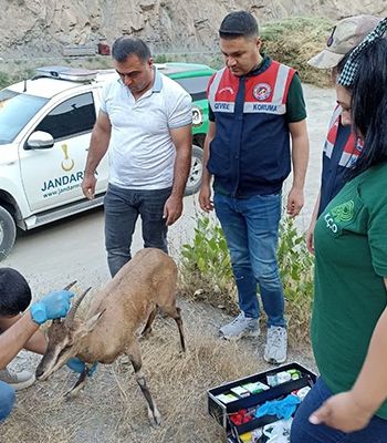 Bitkin halde bulunan dağ keçisi tedavi altına alındı