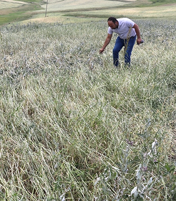 Dolunun tarım arazilerine verdiği zararın tespiti sürüyor