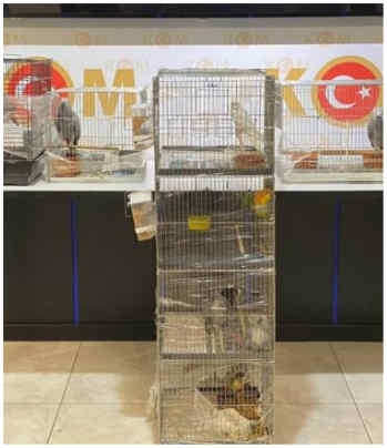 Kaçak yollarla getirilen 12 papağan ele geçirildi